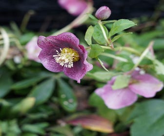 Nieswurz (Helleborus orientalis 'Pretty Ellen Spotted') BIO