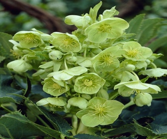 Nieswurz (Helleborus argutifolius)