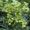 Stinkender Nieswurz (Helleborus foetidus) BIO