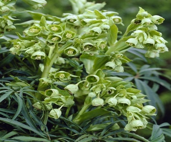 Stinkender Nieswurz (Helleborus foetidus) BIO