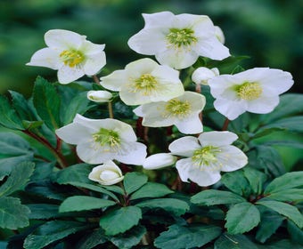Nieskraut (Helleborus niger 'Praecox')