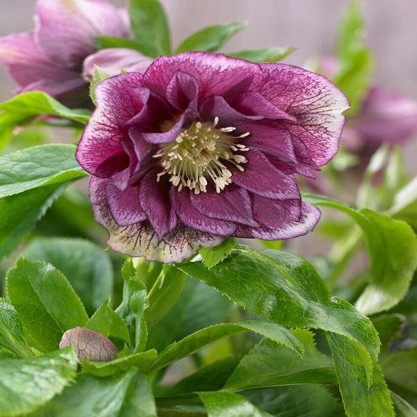 Nieswurz (Helleborus orientalis 'Double Ellen Red')