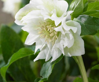 Nieswurz (Helleborus orientalis 'Double Ellen White')