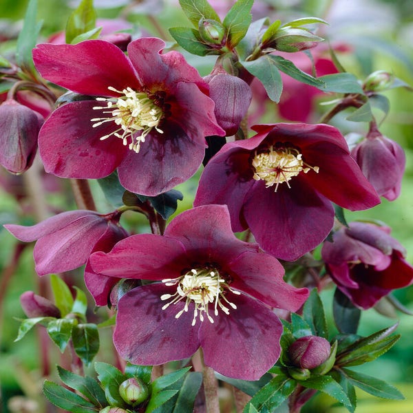 Nieswurz (Helleborus orientalis 'Red Lady')