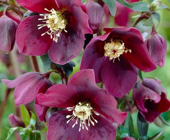 Nieswurz (Helleborus orientalis 'Red Lady')