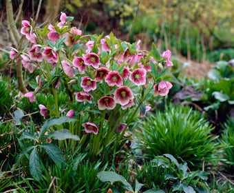 Nieswurz (Helleborus orientalis)