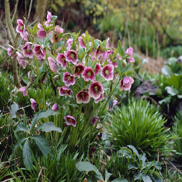 Helleborus orientalis