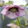Nieswurz (Helleborus orientalis) BIO