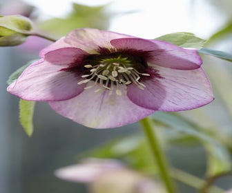 Nieswurz (Helleborus orientalis) BIO