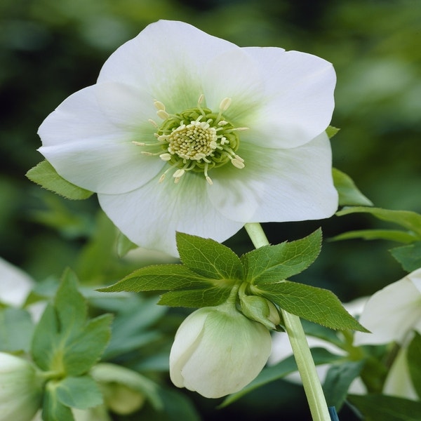 Nieswurz (Helleborus orientalis 'White Lady')
