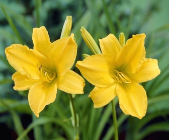Taglilie (Hemerocallis 'Aten')