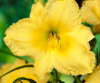 Taglilie (Hemerocallis 'Big Time Happy')