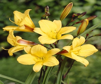 Taglilie (Hemerocallis 'Corky')