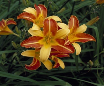 Taglilie (Hemerocallis 'Frans Hals')
