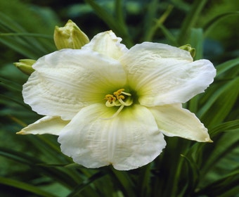 Taglilie (Hemerocallis 'Gentle Shepherd')