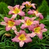 Taglilie (Hemerocallis 'Nile Crane')