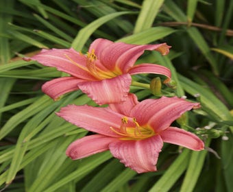 Taglilie (Hemerocallis 'Pink Damask')