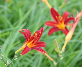 Taglilie (Hemerocallis 'Sammy Russell')