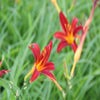 Taglilie (Hemerocallis 'Sammy Russell')