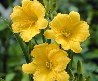 Taglilie (Hemerocallis 'Stella de Oro')