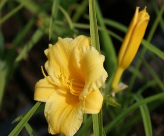 Taglilie (Hemerocallis 'Stella de Oro') BIO