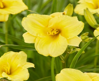 Taglilie (Hemerocallis 'Sunny Breeze')