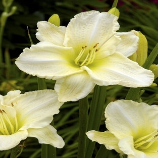 Taglilie (Hemerocallis 'White Temptation')