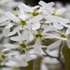 Zwerg-Johannisbeerbaum (Amelanchier spicata)