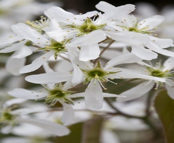 Zwerg-Johannisbeerbaum (Amelanchier spicata)