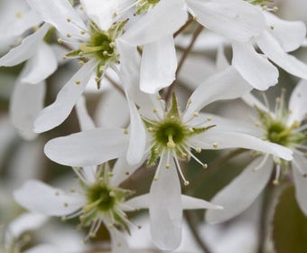 Zwerg-Johannisbeerbaum (Amelanchier spicata)