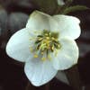 Christrose (Helleborus niger)