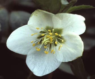 Christrose (Helleborus niger)