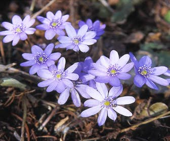 Leberblümchen (Hepatica nobilis)