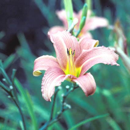 Daglelie (Hemerocallis 'Pink Damask')