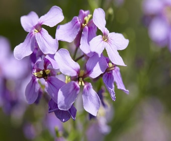 Damaszener Nachtviole (Hesperis matronalis)