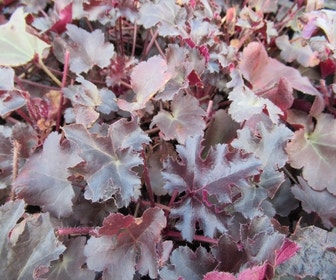 Purpurglöckchen (Heuchera 'Black Pearl')