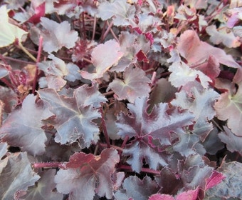 Purpurglöckchen (Heuchera 'Black Pearl')