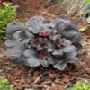 Purpurglöckchen (Heuchera 'Black Sea')