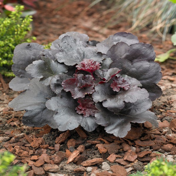 Purpurglöckchen (Heuchera 'Black Sea')