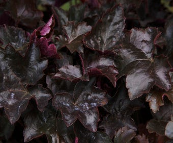 Purpurglöckchen (Heuchera 'Blackout')
