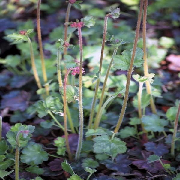 Purpurglöckchen (Heuchera 'Pluie de Feu')