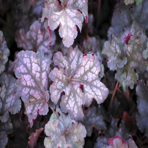 Purpurglöckchen (Heuchera 'Can Can')