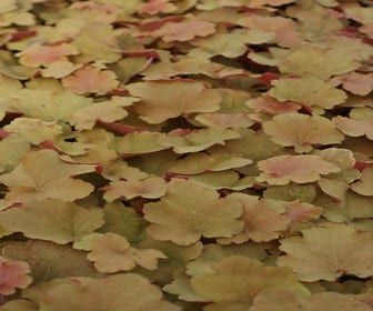 Purpurglöckchen (Heuchera 'Caramel')
