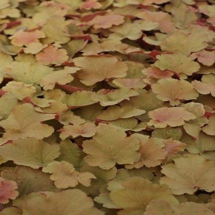 Heuchera 'Caramel' 