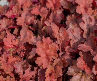 Purpurglöckchen (Heuchera 'Cherry Cola')