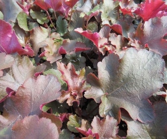Purpurglöckchen (Heuchera 'Chocolate Ruffles') BIO