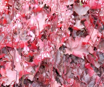 Purpurglöckchen (Heuchera 'Fire Chief')