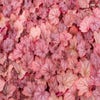 Purpurglöckchen (Heuchera 'Georgia Peach')
