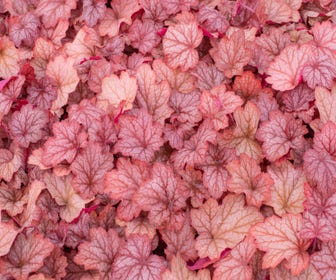 Purpurglöckchen (Heuchera 'Georgia Peach')