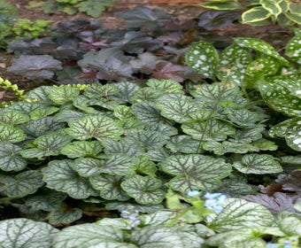 Purpurglöckchen (Heuchera 'Green Spice')